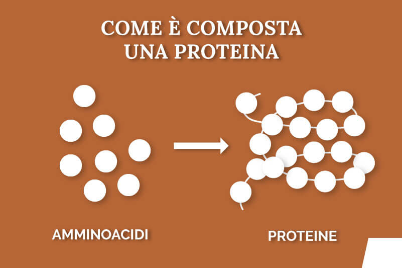 come sono composte le proteine 