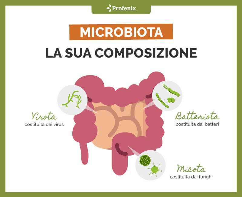 Microbiota La Sua Composizione